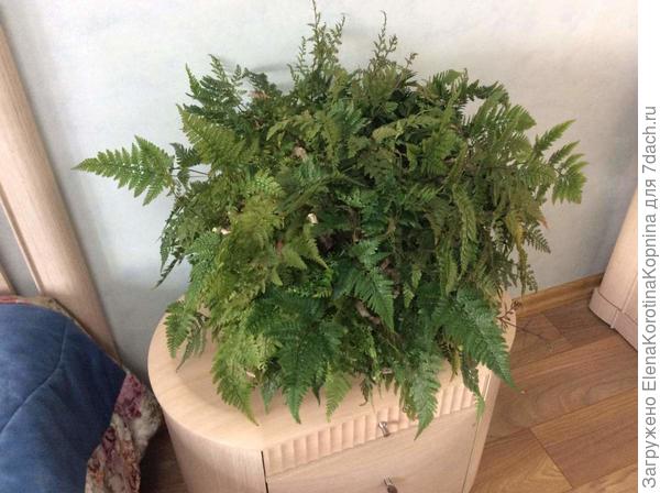 Даваллия