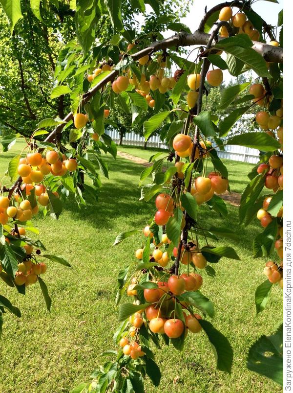 Желтая черешня