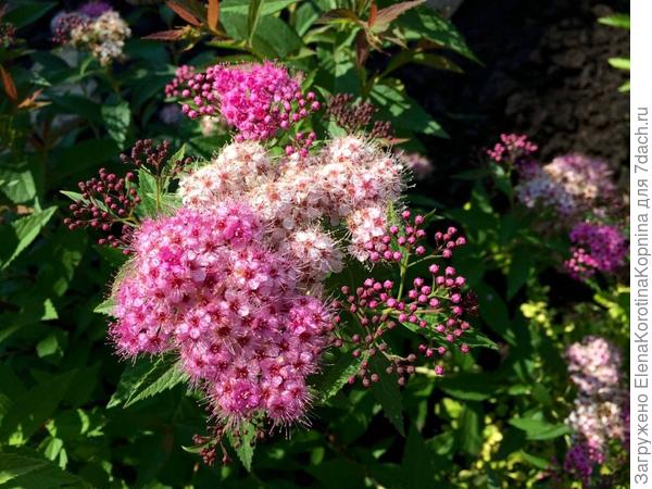 Спирея широбана,трехцветная