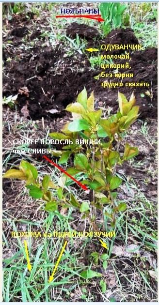 ваш первый снимок по определению растений