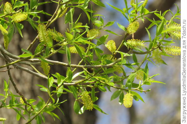 вербочки для Марины