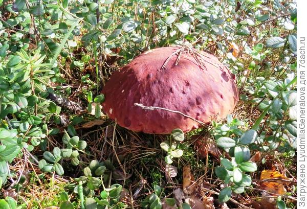 БОРОВИК В БРУСНИЧНОМ РЯМЕ