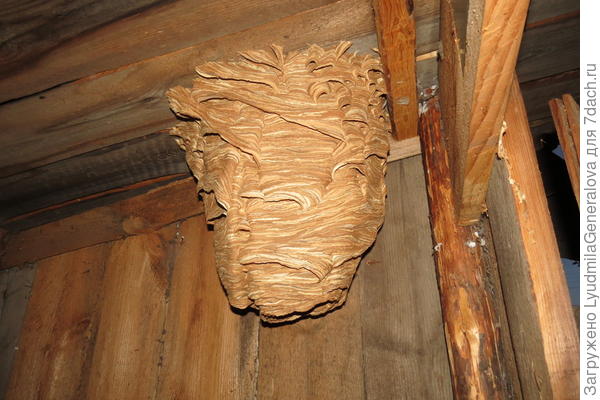 Осинное гнездо.