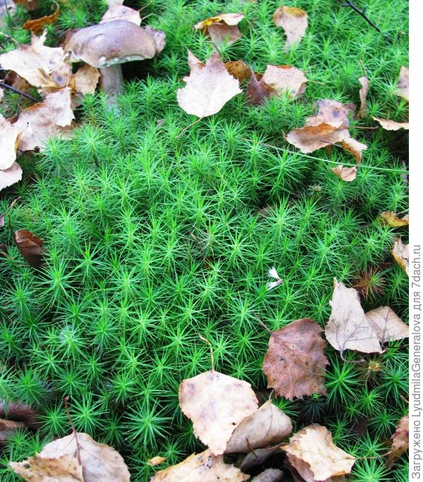 В лесах Белоруссии