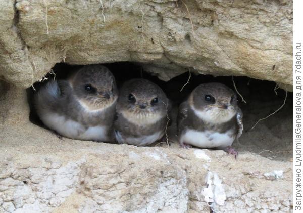 Птенцы ласточек-береговушек