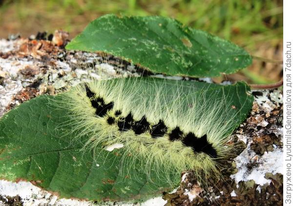 Гусеничка мохнатая
