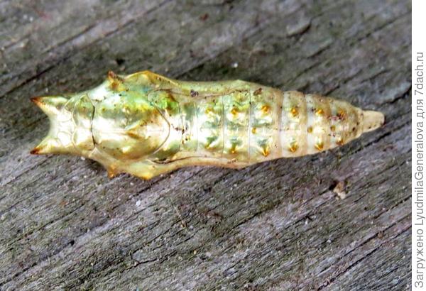 Куколка - вариант 2