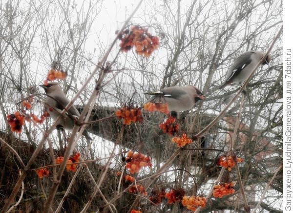 Свиристели Тамарины