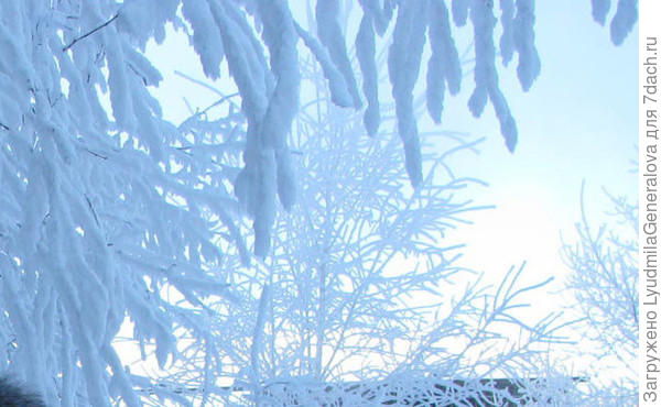 Сумерки. Берёза в инее.