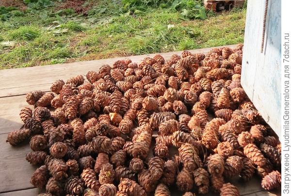 Их столько валялось под кедрами. Главное дойти до них. А это не просто, через болотину и не близко.