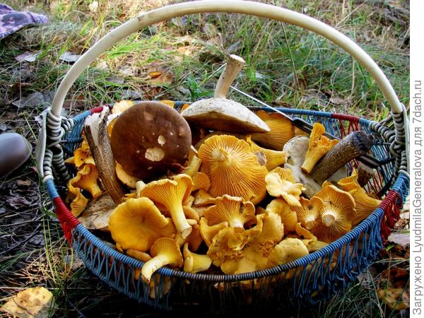 Тут же в лесочке и лисичек настригли. А ведь заходили... Солнце было не с той стороны.