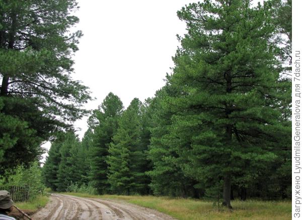В такой кедрач ходить одно удовольствие и даже после дождя. А где болотина, там и без дождя-то идти замучаешься. Хорошо, когда год сухой.