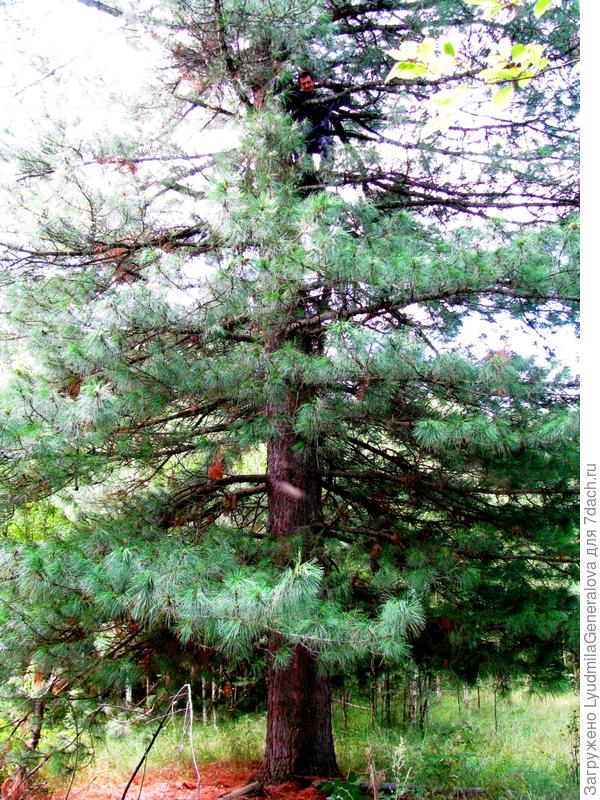 Но охота, как  говорится... Захочешь полакомиться шишками и  вот ... полезай.  Ну, надеюсь, София, ответила на твои вопросы.