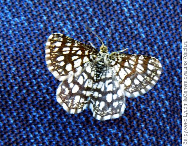 Вот такая вечерняя гостья села на курточку.