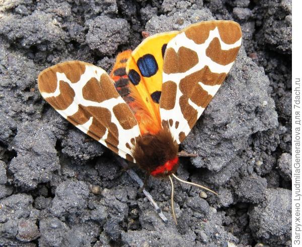 Вот эта красавица.