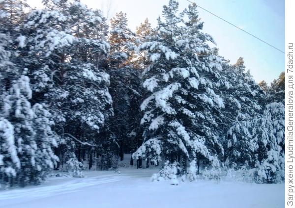 Такая картина вдоль железной дороги  по Тюменской области