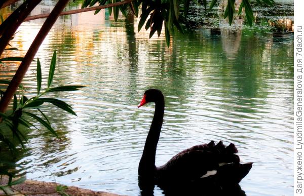 Чёрный лебедь от бережка - на более светлое место - не хотел отплывать.