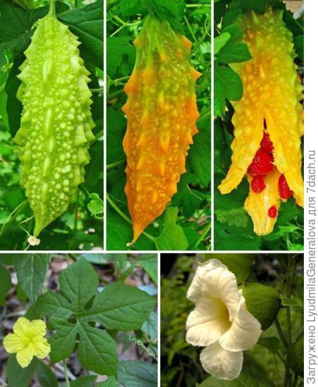 Вот эти экзотические плоды.