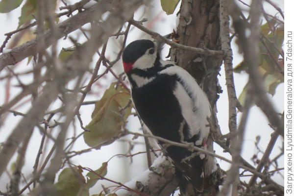 Вот и дятел.