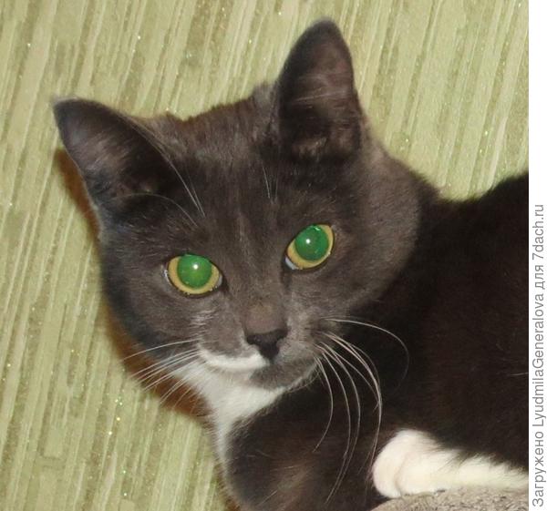 На всех трёх кадрах - одна кошка.  Наша Соня.