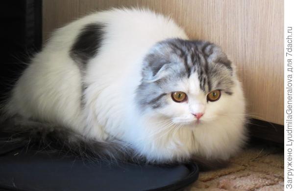 А этот -  вислоухий добряк