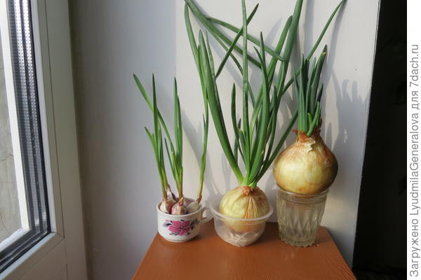 Зелень к окрошке.