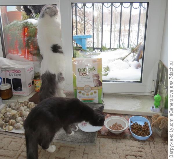 И не держится передними лапами!