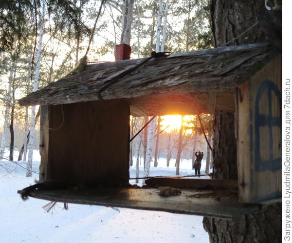 Она сову "ловит", а я в кормушки семечки разбросала.