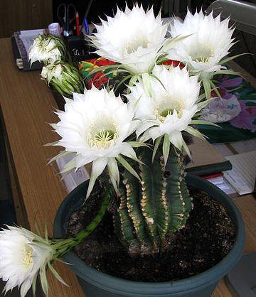 Кактус-многоцветочник