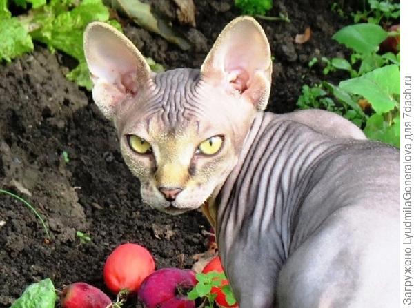 Мышей я  - не  л о в л ю!