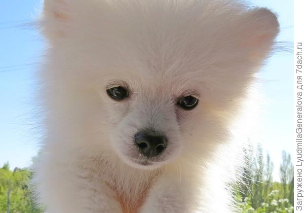 Говорят я похож на медведя