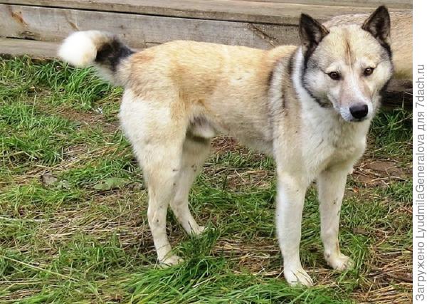 Верный! Умный! И красавец!