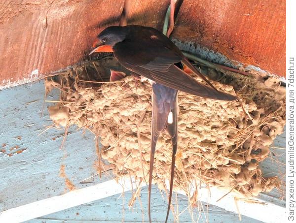 Тревожный взгляд.