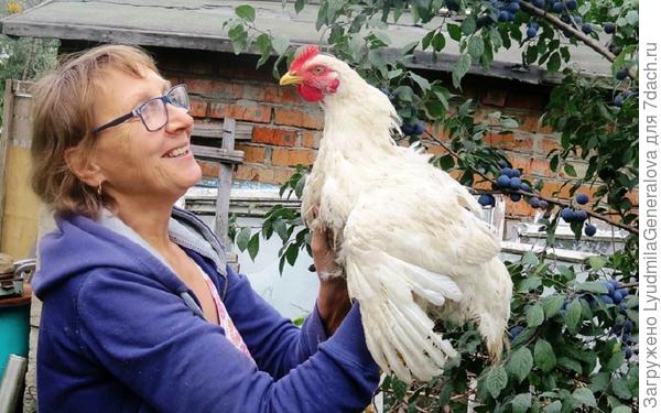 Курочка-говорушка.