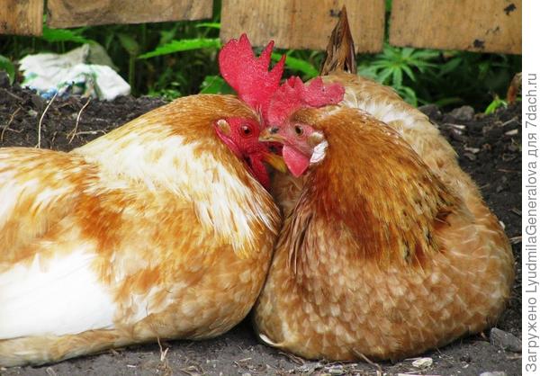 Твои клятвы до утра, Петро...!