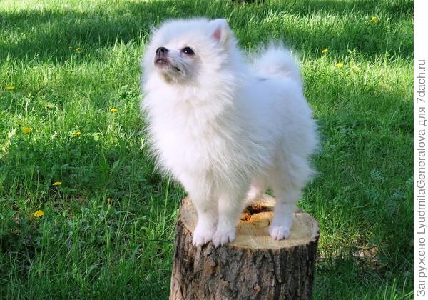 Вот вырасту...