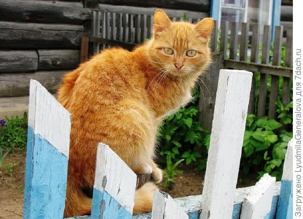 Взгляд задиристый