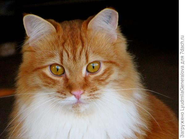 Взгляд выжидательный