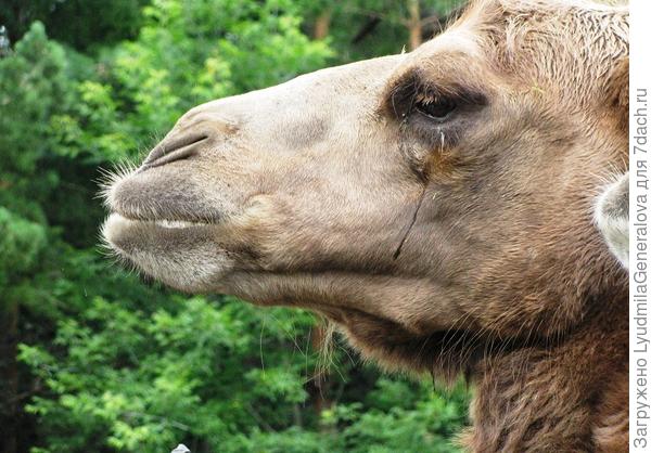 Заплаканный взгляд