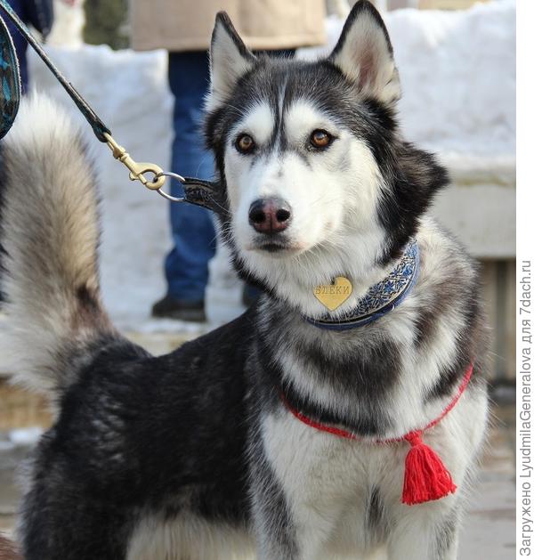Многие пришли на пикет со своими питомцами