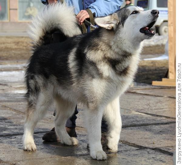 Поющая красавица-хаски