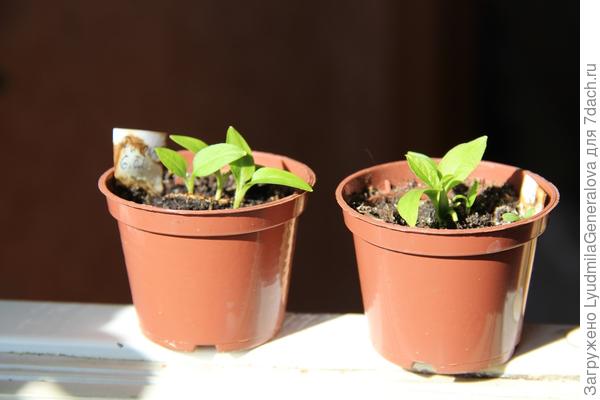 Взошла фитолакка. В прошлом году вода долго стояла на даче, и она вымокла. С десяток, наверное, в 4-х горшочках. Рассажу и раздарю весной.