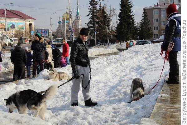 Вот сегодня  ходили на пикет в защите животных (я сбросила несколько штук в фотоконкурс &quot;О этот взгляд&quot;. Это в центре Омска ещё такие сугробы.