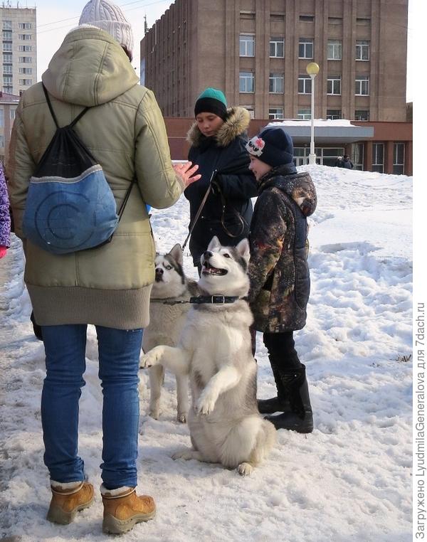 Дружелюбный.