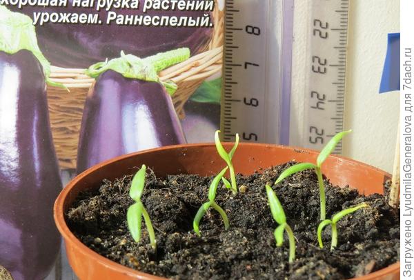 В горшочке взошли все 7 семян