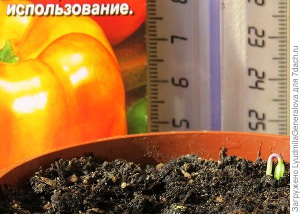 Первый росточек перца
