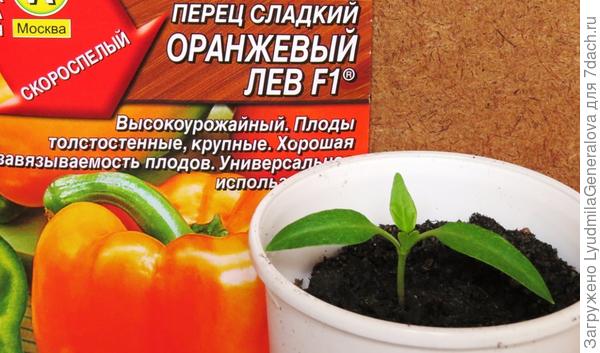 Рассада перца крупным планом