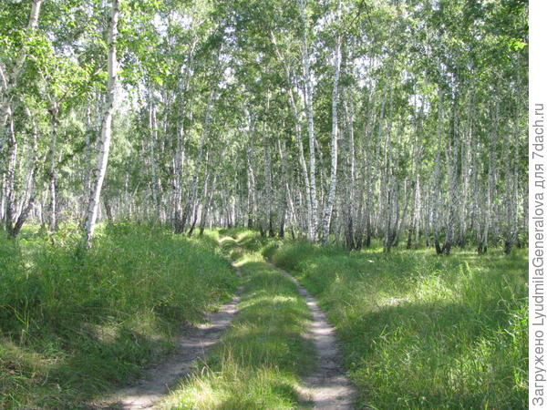 Летний берёзовый