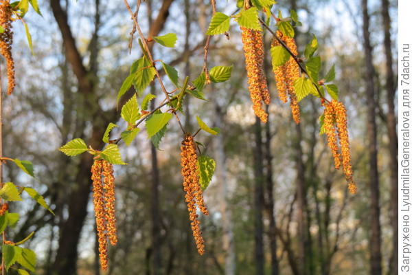 Солнечные серёжки - украшение берёзок.