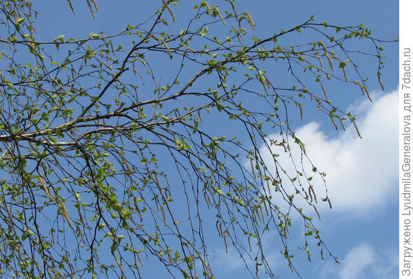 Пусть весенний ветер принесёт всем добрые перемены!